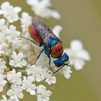 Holopyga cf. chrysonota